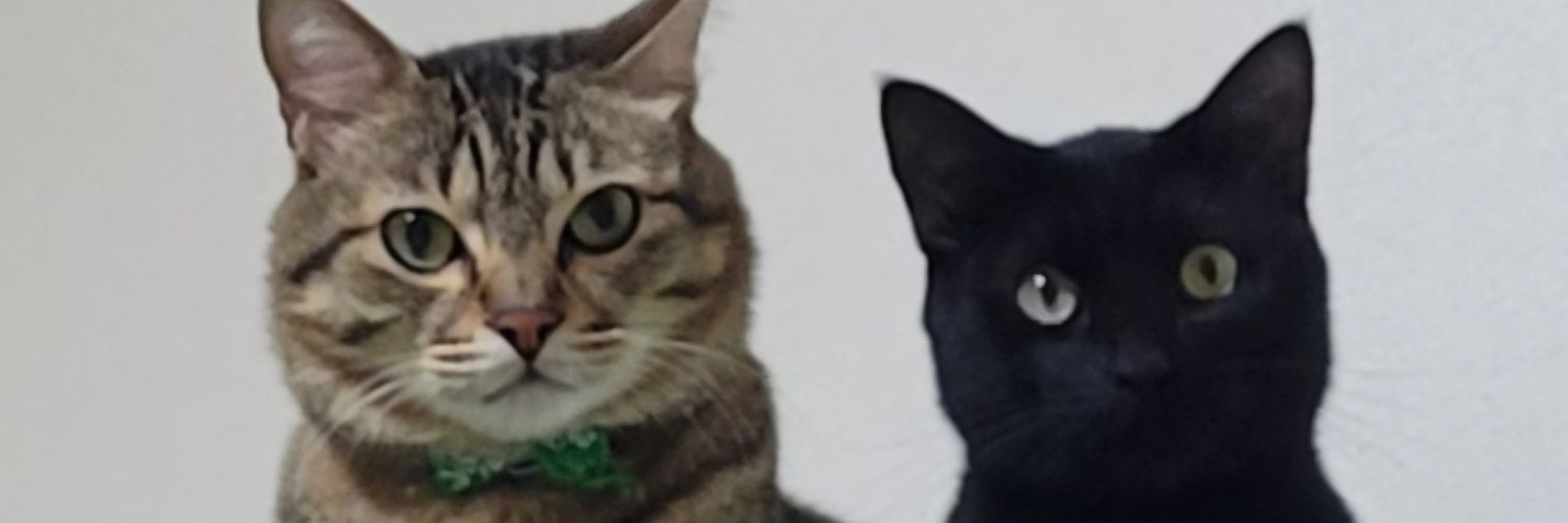 🐈🐈‍⬛たぬきち🐈‍⬛🐈 banner