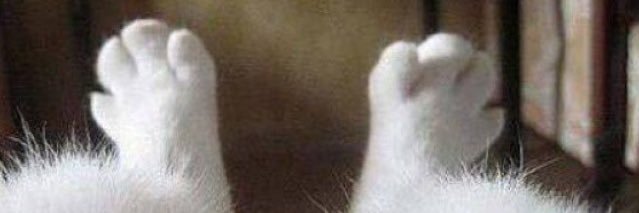 larakimpel's profile banner image