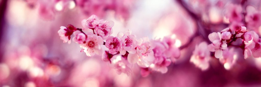 ChloeWyness's profile banner image