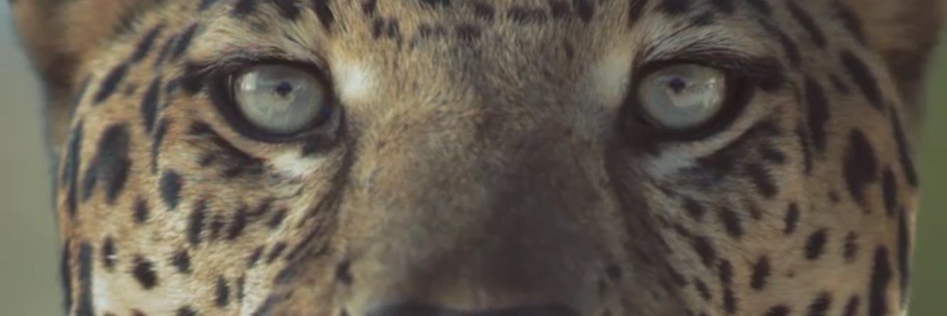 El_Tuuurko's profile banner image