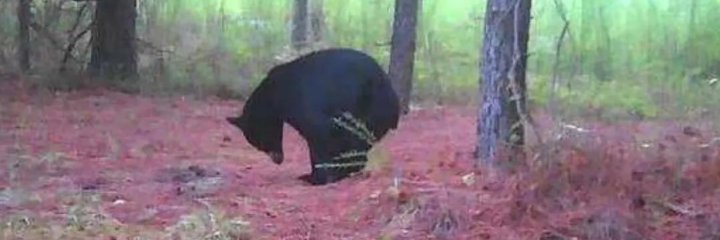 BUSHYBALLS's profile banner image