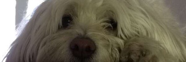BobSacamano_5 Profile Banner