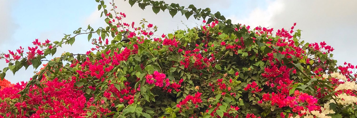 NaahGoh's profile banner image