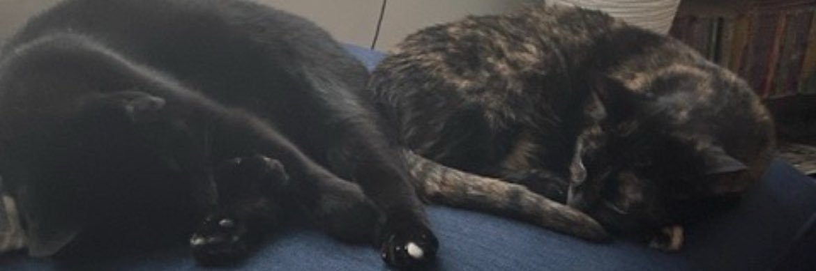 thisisnotnandi's profile banner image