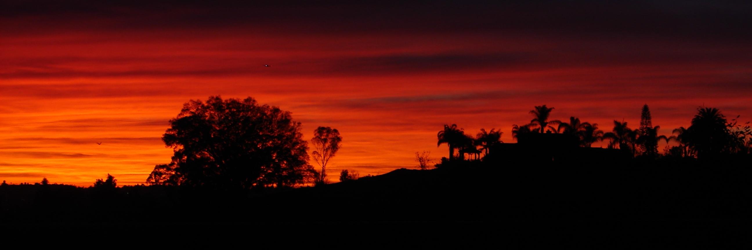 Rosemary Wilkerson banner