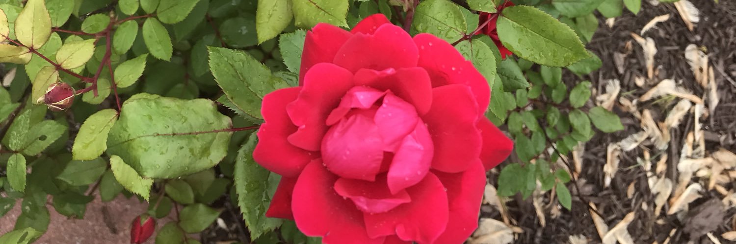 madonis2's profile banner image