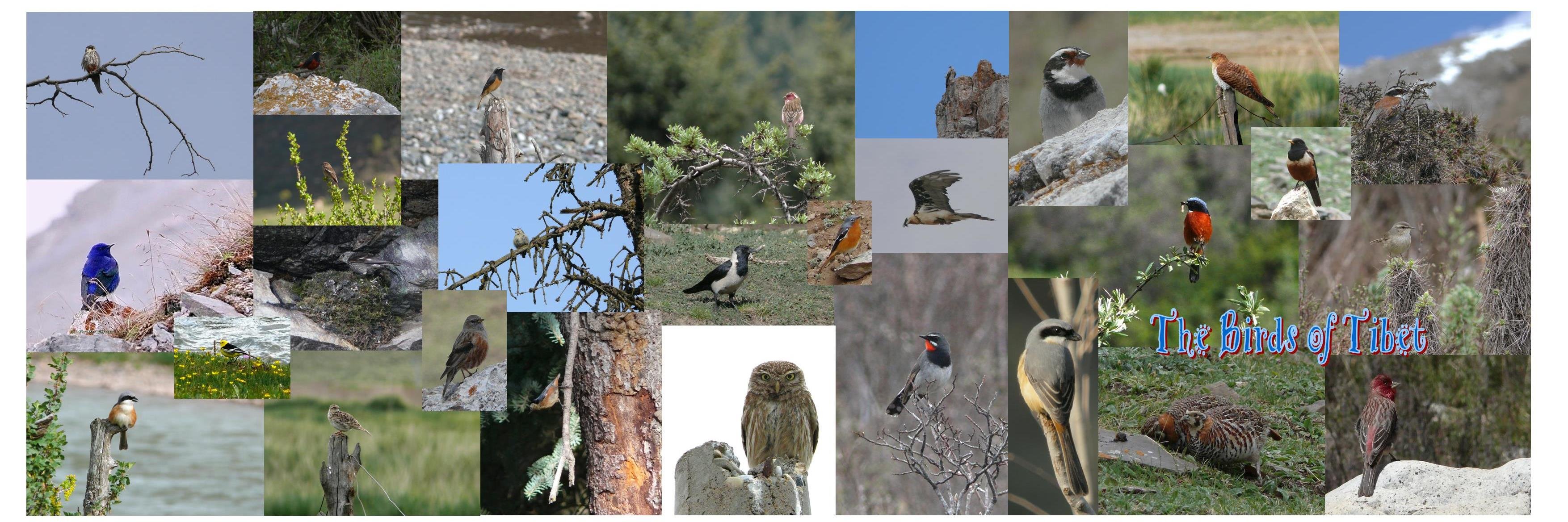 Shortbirder's profile banner image