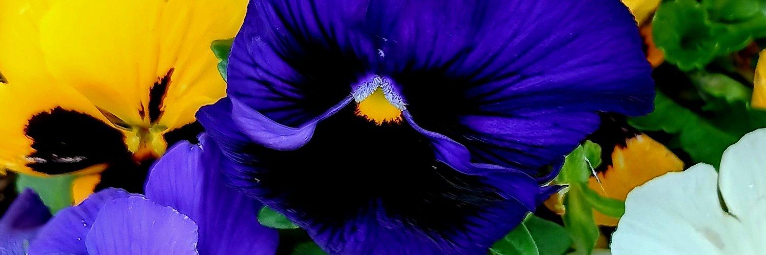 lindakingzol's profile banner image