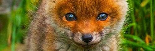MrsMummyFox's profile banner image