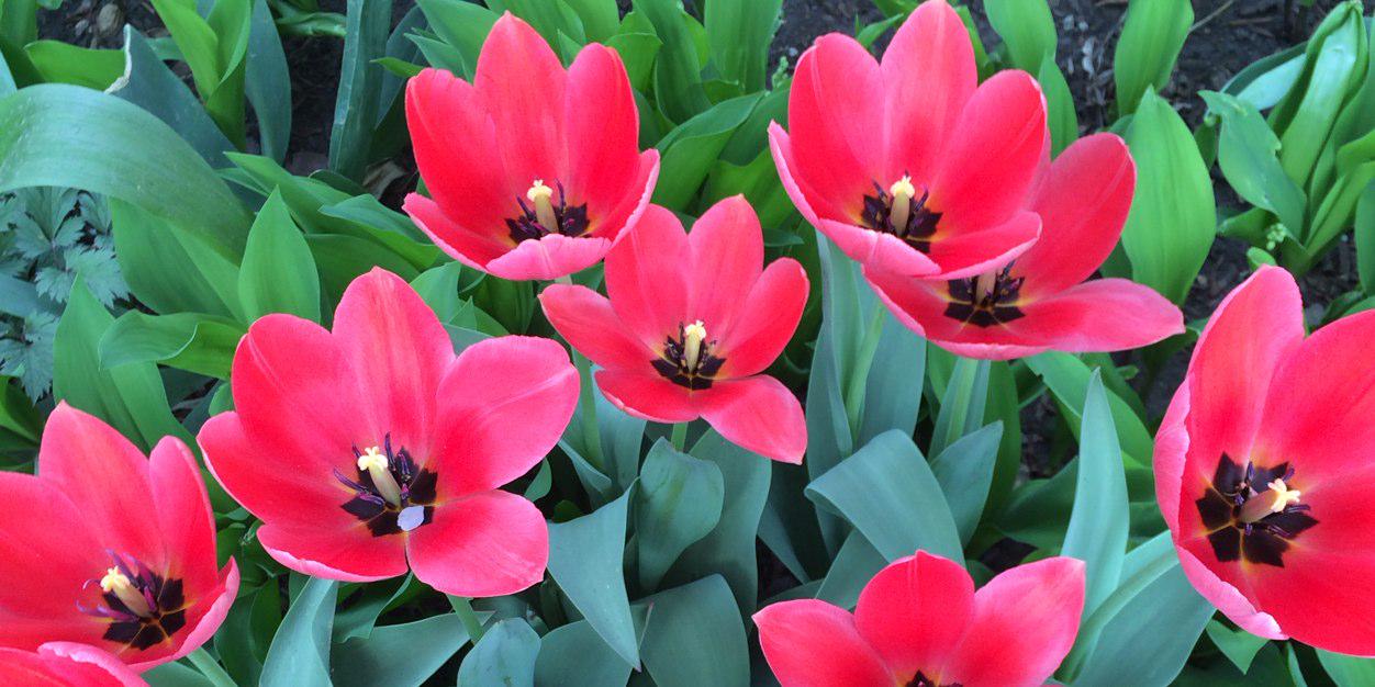 Heather MacMullin banner