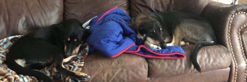 daniellebell95's profile banner image