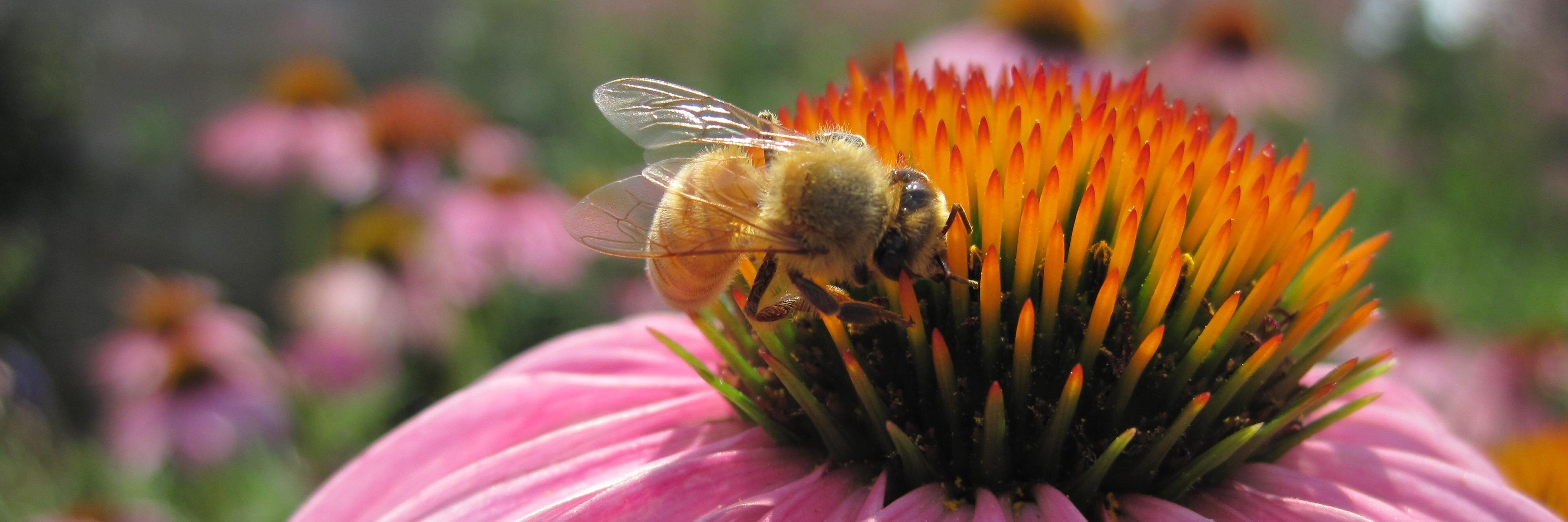 Project Apis m. banner