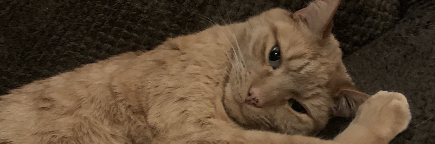 Cheeto_The_Cat's profile banner image