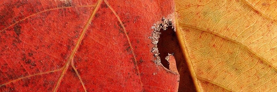 siboglou's profile banner image
