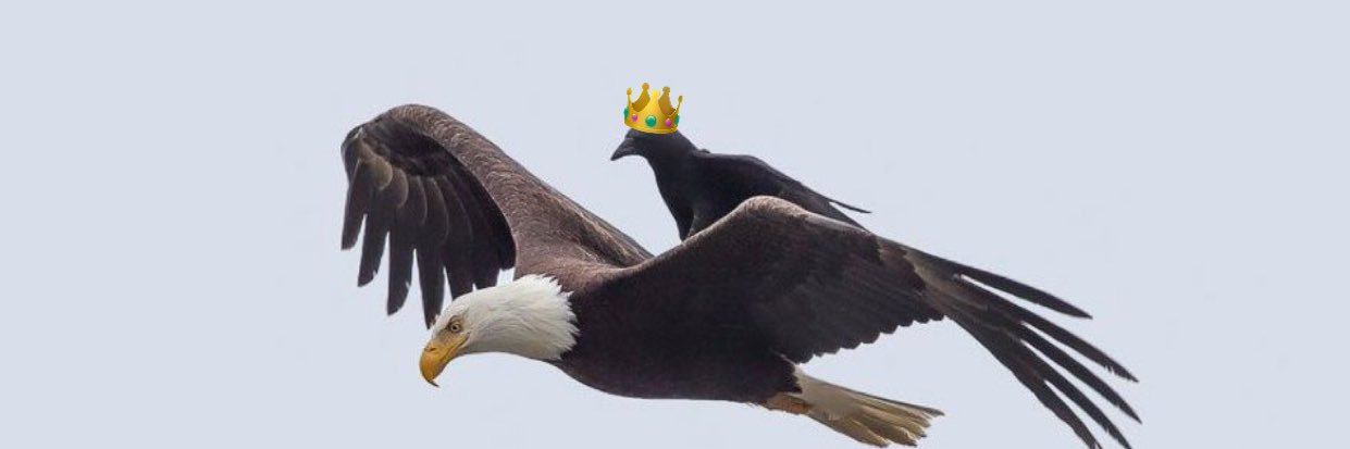 birdlord52's profile banner image