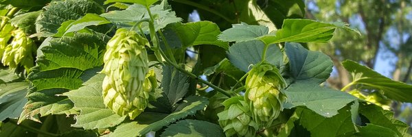 ColdBeerDaddy Profile Banner