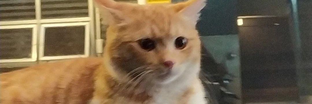 bad_bitjayeaye's profile banner image
