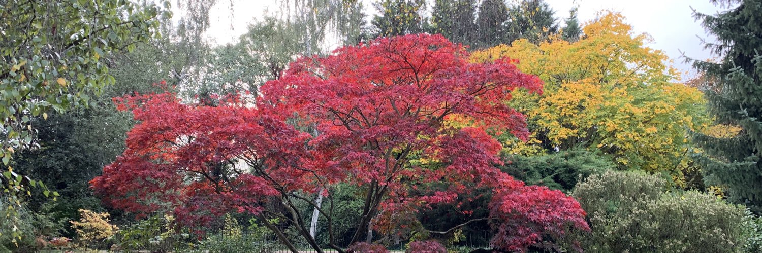 Sarah Hodgson banner