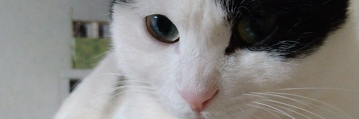 夏原ニャンパリ志貴🐒 banner