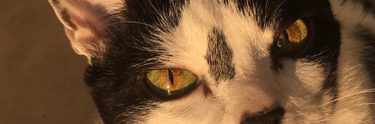 alineprataa's profile banner image