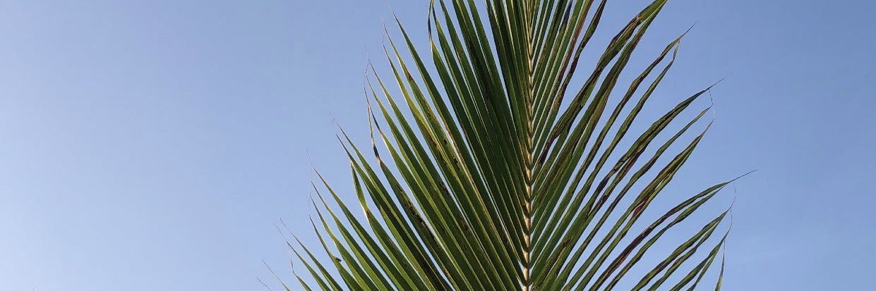 Diego. banner