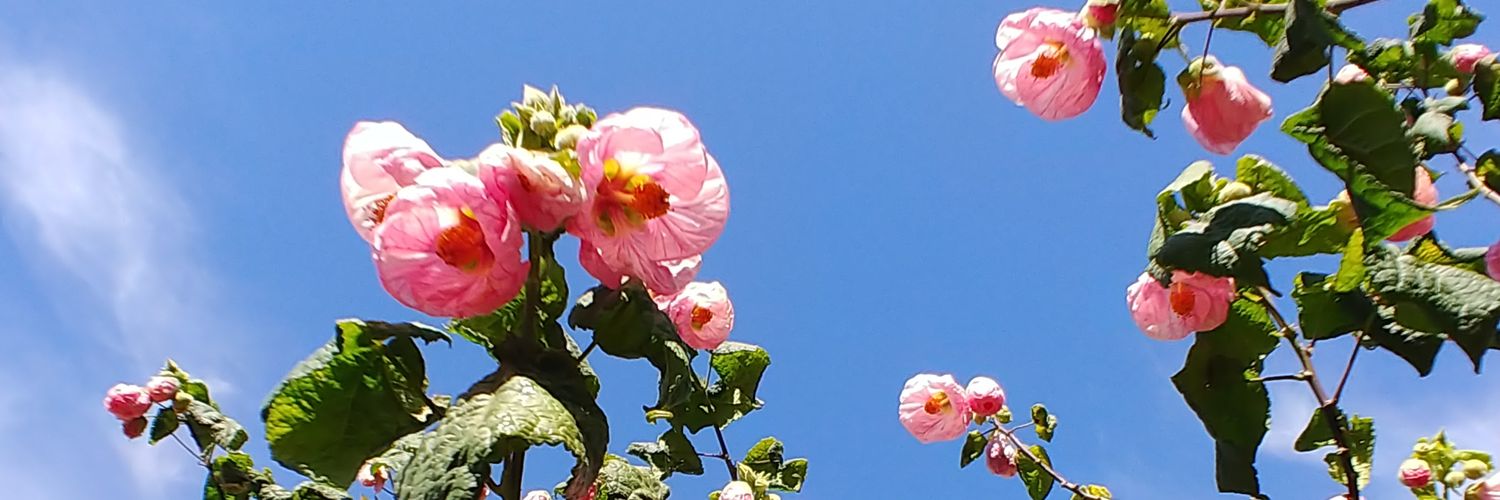 sbernikoff's profile banner image