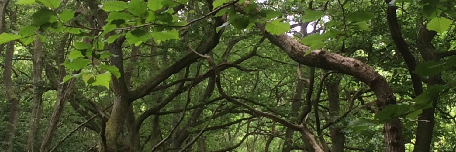 Celia_McKeon's profile banner image