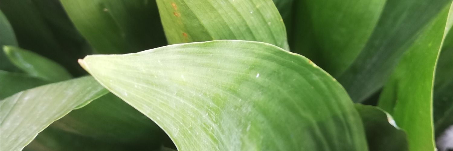 CandidoJM's profile banner image