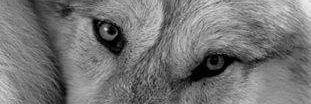 CyndelBucas's profile banner image