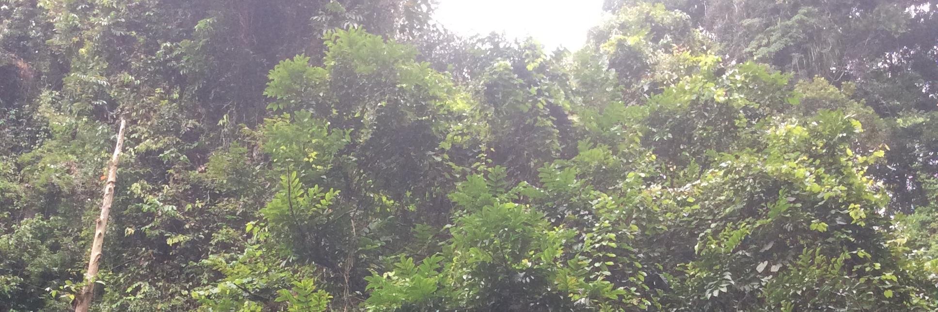 Mark Anthony Steacy banner