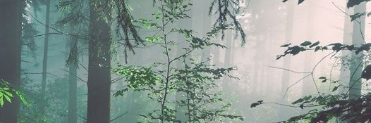 tweetsbycas's profile banner image