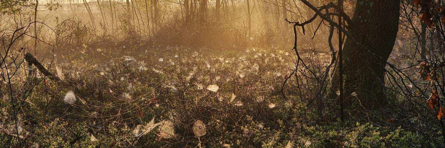 USFWS's profile banner image