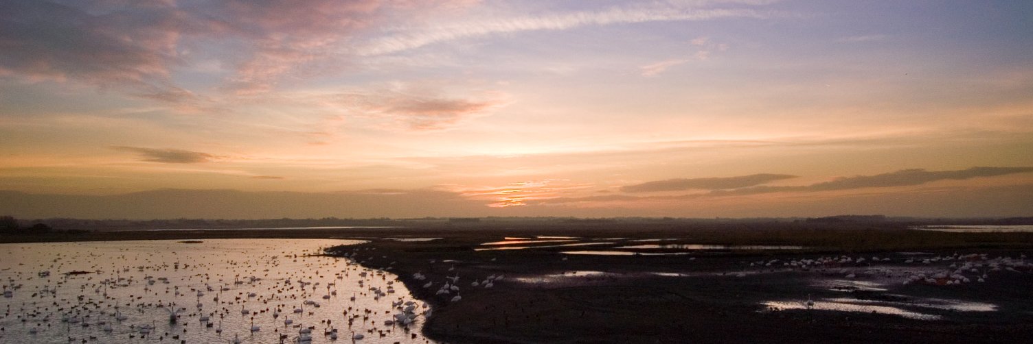 WWT Conservation banner
