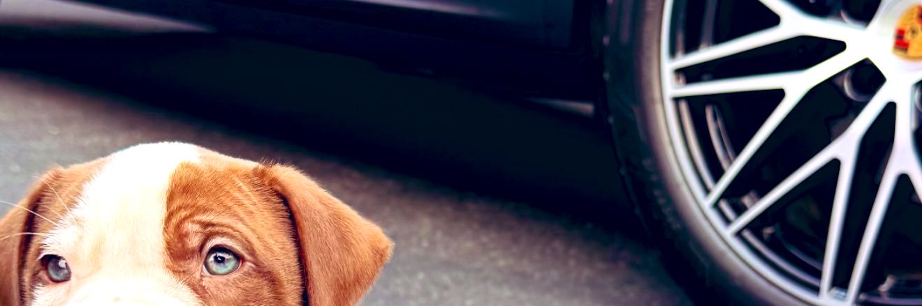 ZvlaKat's profile banner image