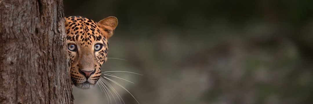 BillyBortich's profile banner image