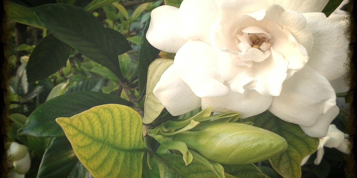LilianaFerr's profile banner image