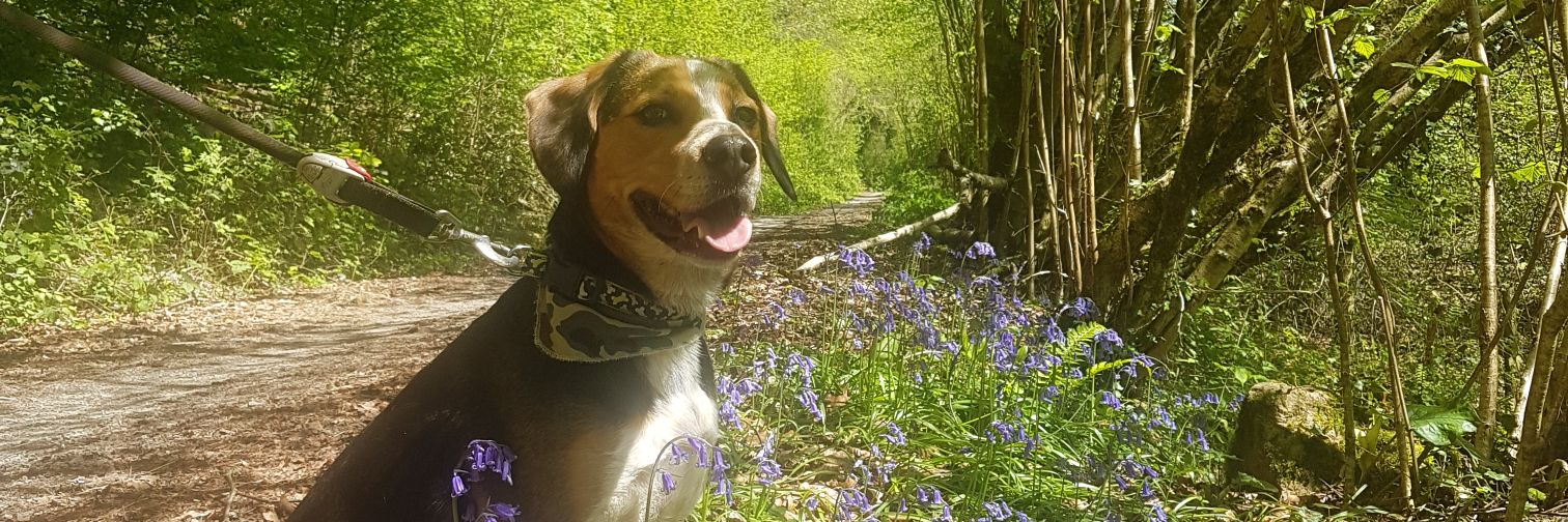 Michelle Daltry She / Her banner