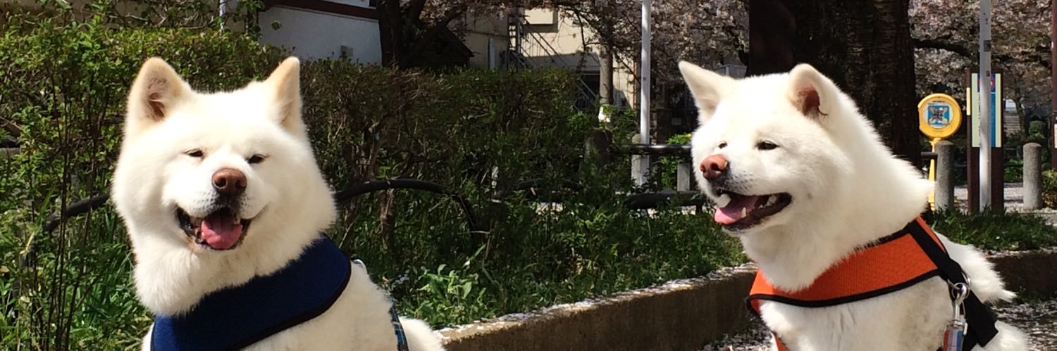 ペピねえたん banner