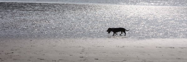 aidomc Profile Banner