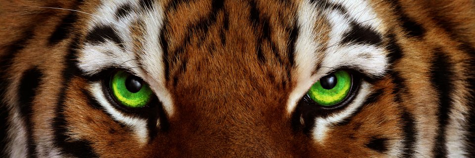 jjf825's profile banner image