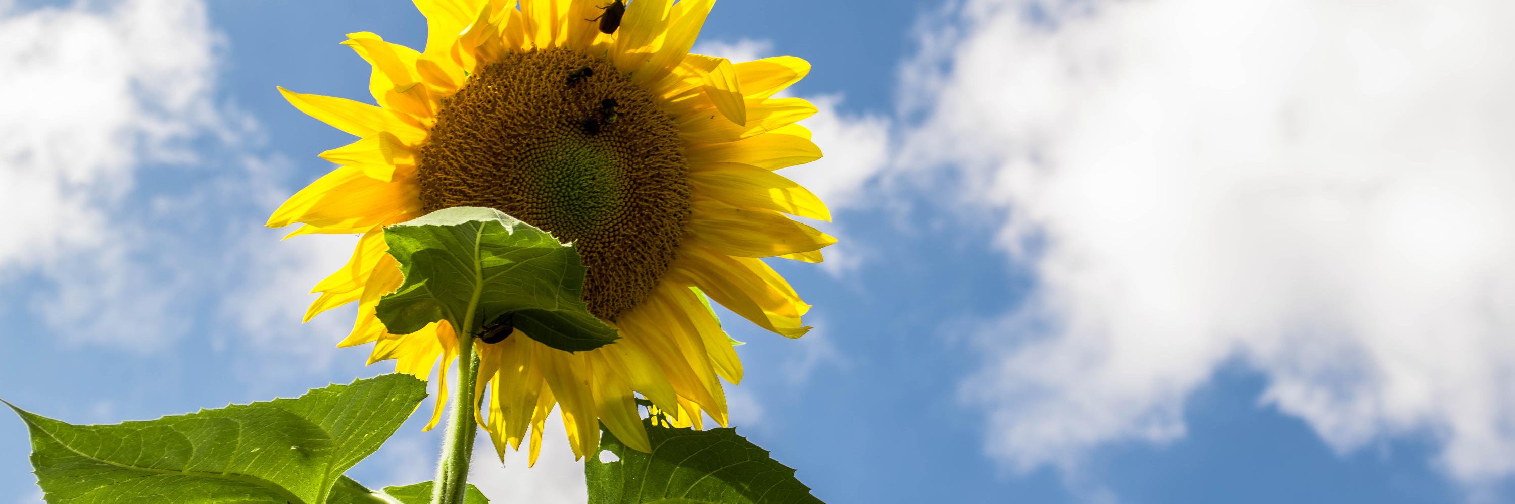 NCStateEduFarm's profile banner image