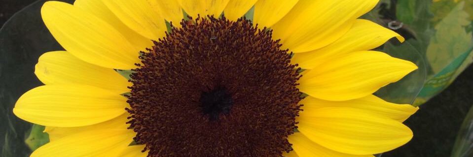 lovepedroafonso's profile banner image