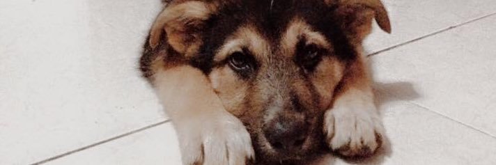 pazv94's profile banner image
