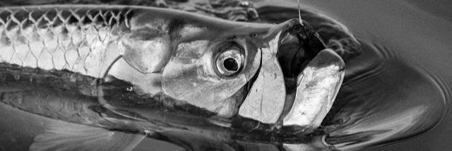 David_Cartee's profile banner image