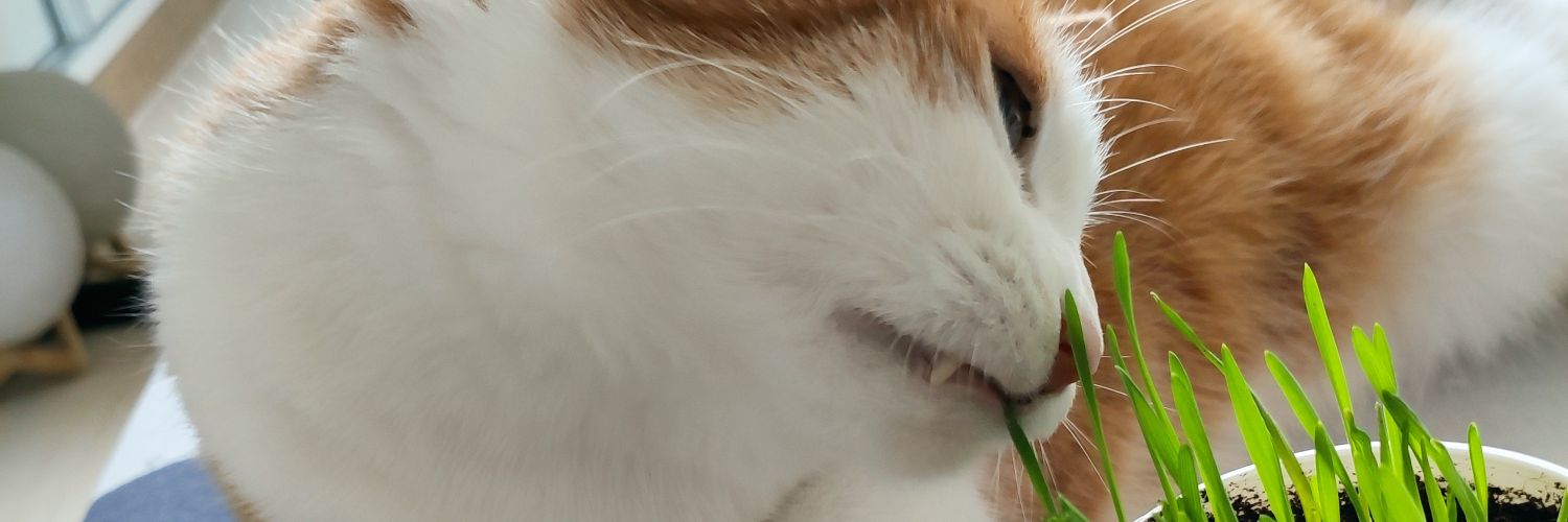 rocavence's profile banner image