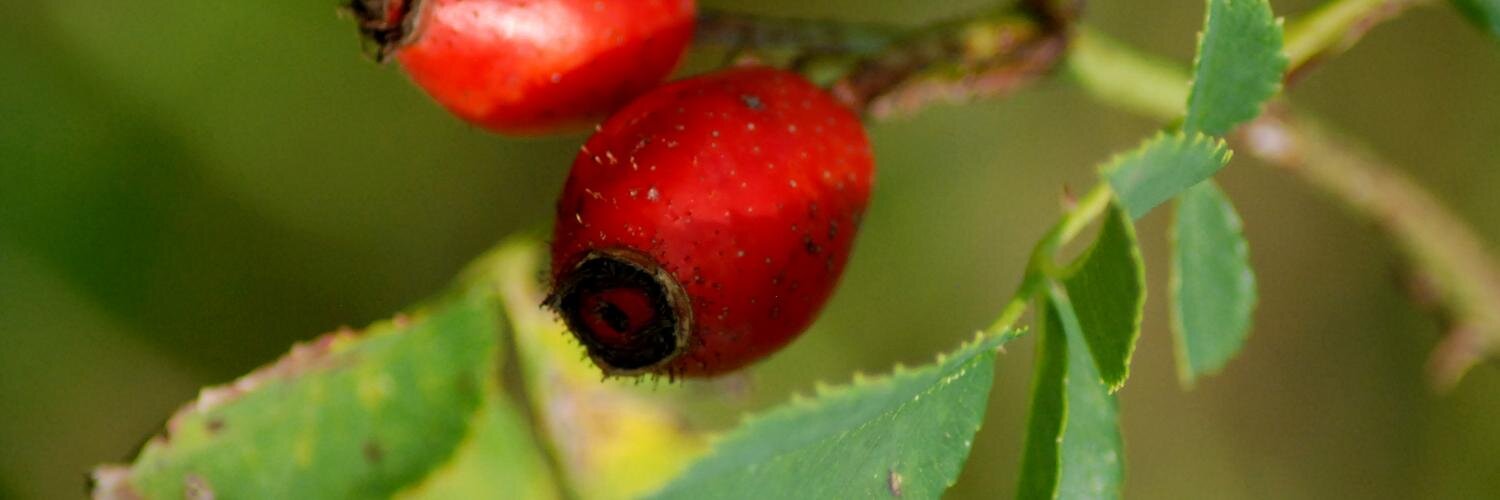 Svonne Nitschmann banner
