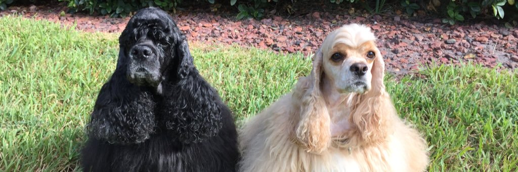 nutsoverspaniel's profile banner image