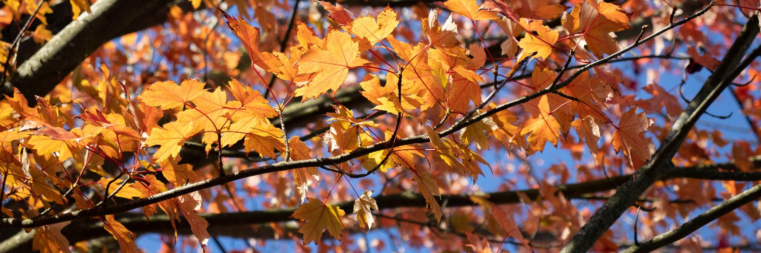 Alexandre Conan banner