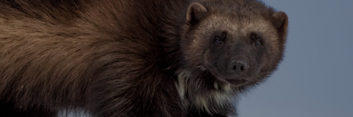 Reel Earth Films banner