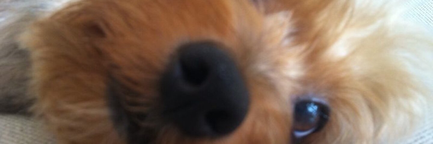 sergi_guasch's profile banner image